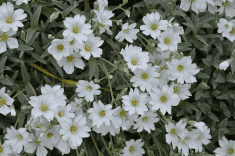 Des images de diff�rentes plantes